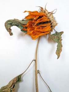 SUNFLOWERweb Photo: Preview – Time: An exhibition of Textiles & Photography
